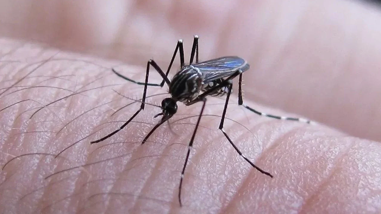 Dengue